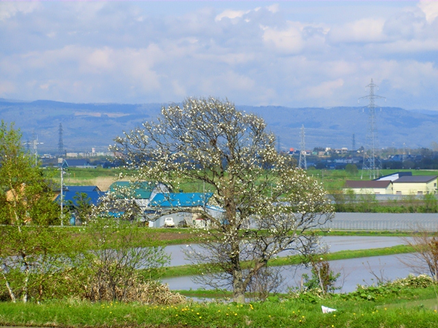 新十津川