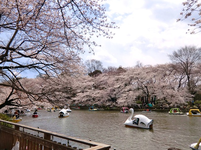 桜　公園