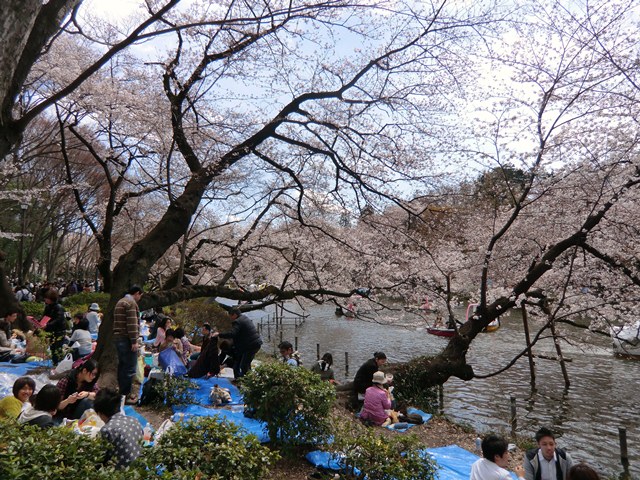 公園　お花見