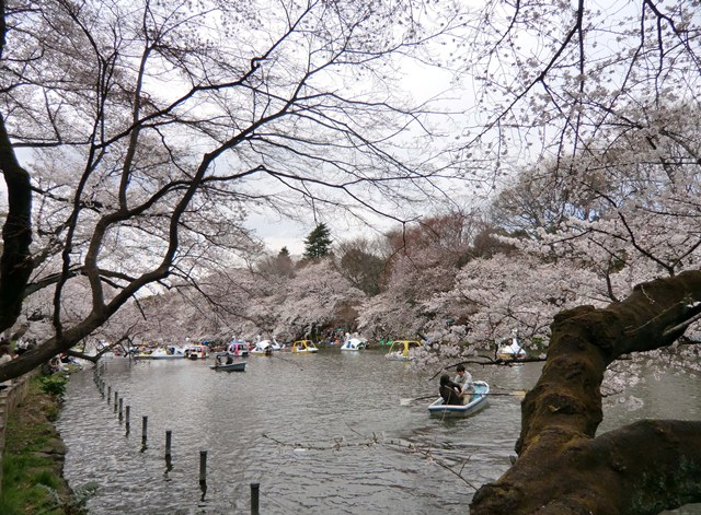 公園　桜　ボート
