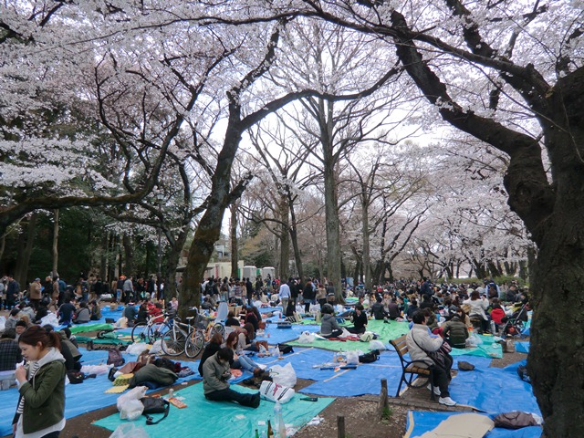 お花見　桜