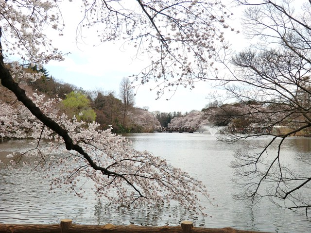 桜