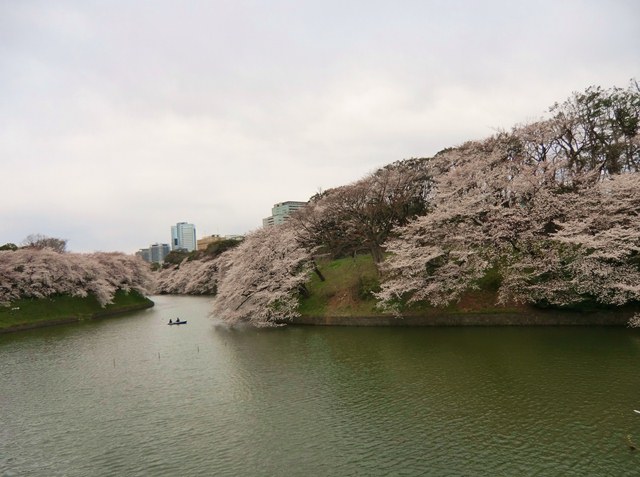 サクラ　お花見