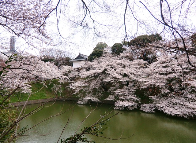 サクラ　お花見