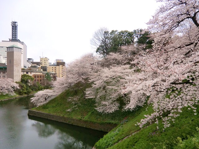 サクラ　お花見