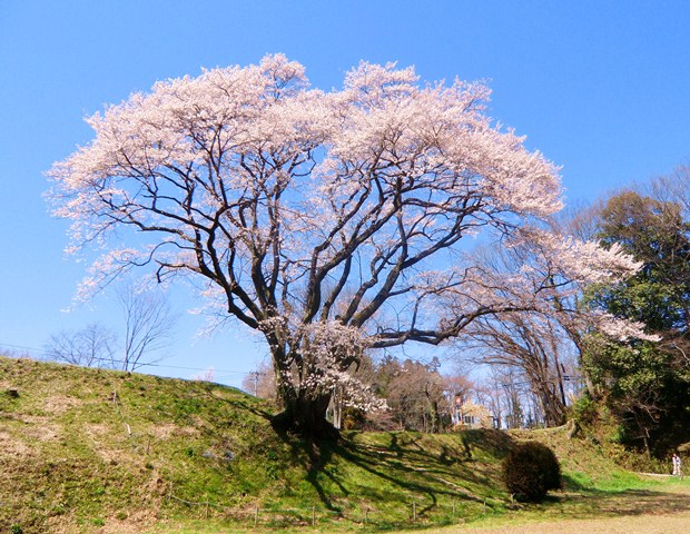サクラ　お花見