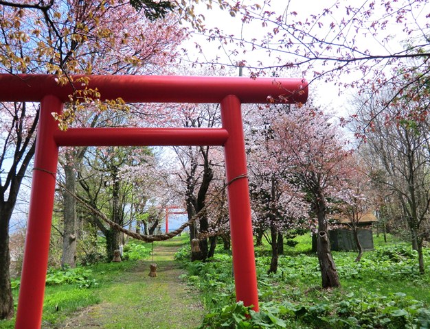 さくら