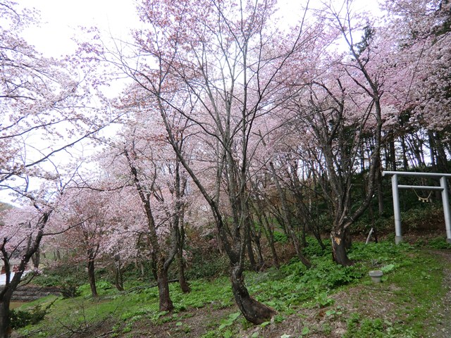 サクラ