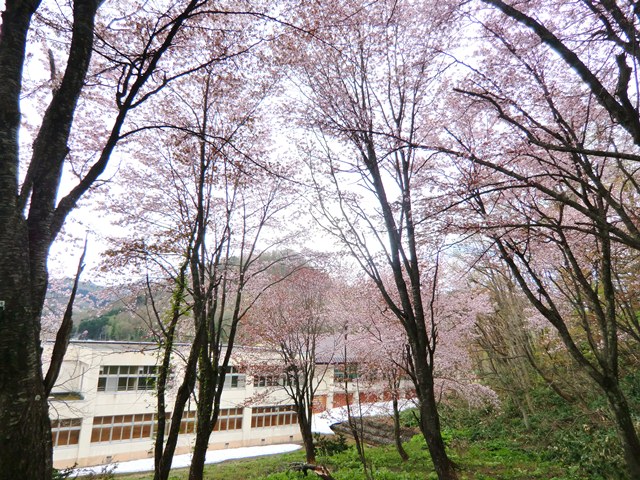 桜