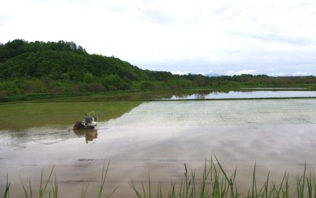 新十津川町　水田風景